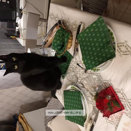 Photo 1/1 Chat retrouvé Perdu à Bordeaux