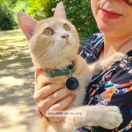 Photo 1/2 Chat retrouvé Trouvé à Paris
