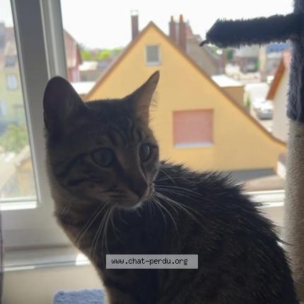 Photo 1/2 Bandit Chat perdu à Selestat