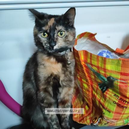 Photo de chat perdu à Corbeil Essonnes