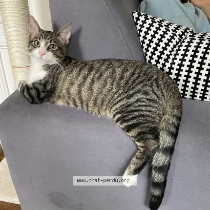 Photo de chat perdu à Arcueil