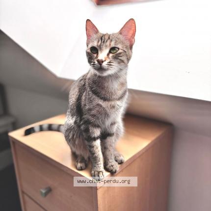 Photo 1/1 Unik Chat perdu à Plouy louvet