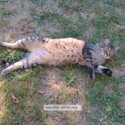 Photo 1/1 Lino Chat perdu à Viry chatillon
