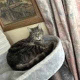 Photo de chat perdu à La Celle Saint Cloud