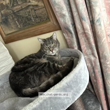 Photo 1/1 Chat retrouvé Perdu à La celle saint cloud