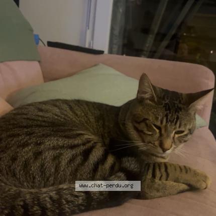 Photo de chat perdu à Lormont