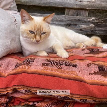 Photo 1/1 Chat retrouvé Perdu à Saintes