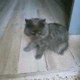 Photo de chat perdu à Karachi