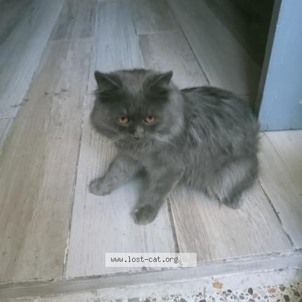 Photo 1/3 Leo Chat perdu à Karachi