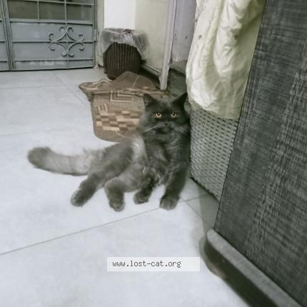 Photo 2/3 Leo Chat perdu à Karachi