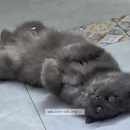 Photo 3/3 Leo Chat perdu à Karachi