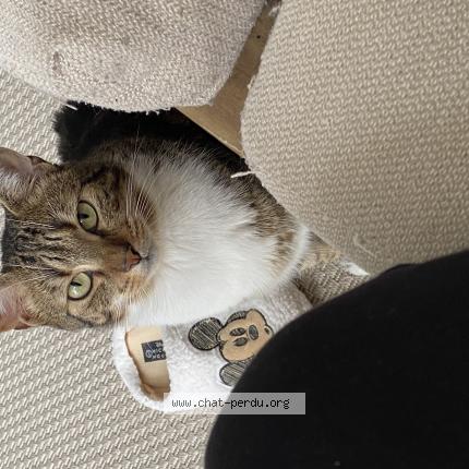 Photo de chat perdu à Bons En Chablais