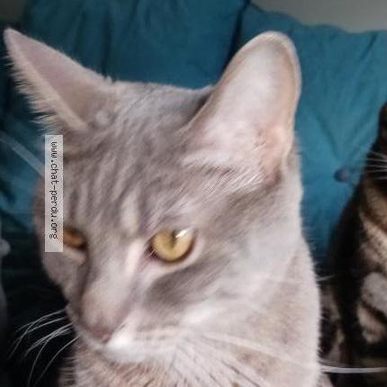 Photo 1/1 Chat retrouvé Perdu à Nogent Sur Marne