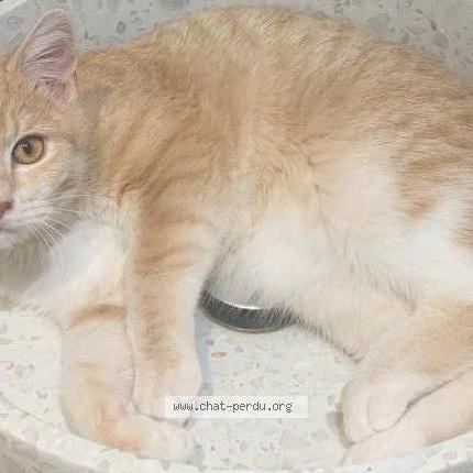 Photo 1/1 HERMES Chat perdu à Chatillon