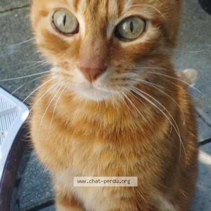 Photo 1/2 Chat retrouvé Trouvé à Villeurbanne