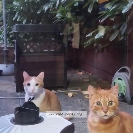 Photo 2/2 Chat retrouvé Trouvé à Villeurbanne