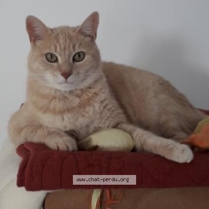 Photo 1/1 Filou Chat perdu à Saint nazaire