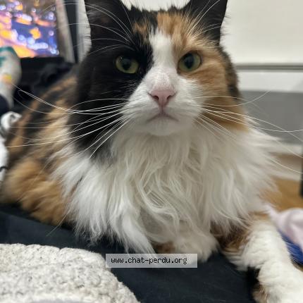 Photo de chat perdu à Puteaux