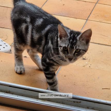 Photo de chat perdu à Auray