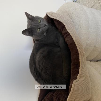 Photo 1/1 Chat retrouvé Perdu à Lisieux