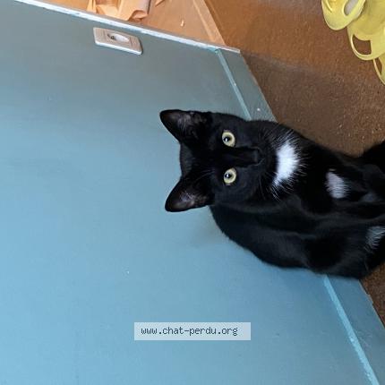 Photo 1/1 Chat retrouvé Perdu à Paris
