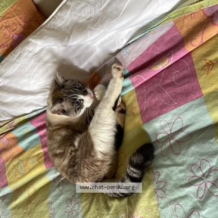 Photo de chat perdu à Montcey