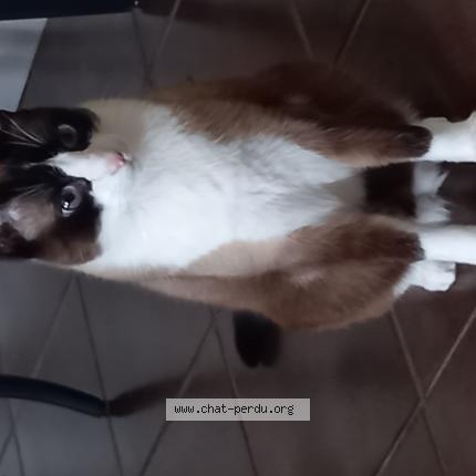 Photo de chat perdu à Aigues Vives