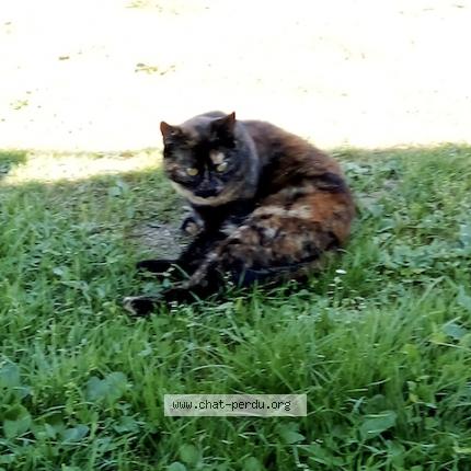 Photo 1/1 Pomponnette Chat perdu à Le thour