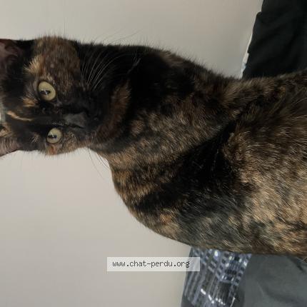 Photo de chat perdu à Belhomert Guehouville