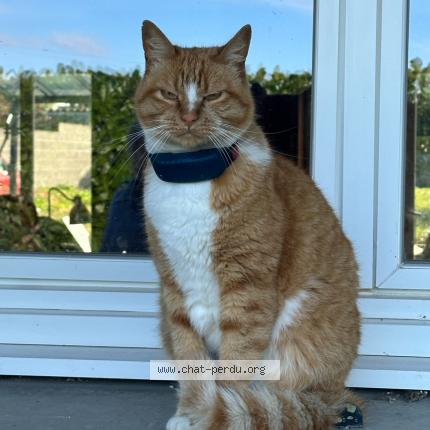 Photo de chat perdu à Vieux Boucau Les Bains