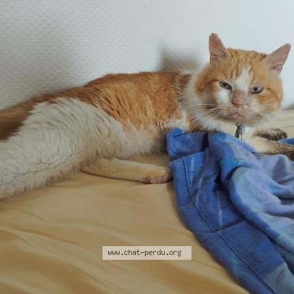 Photo de chat perdu à Messanges