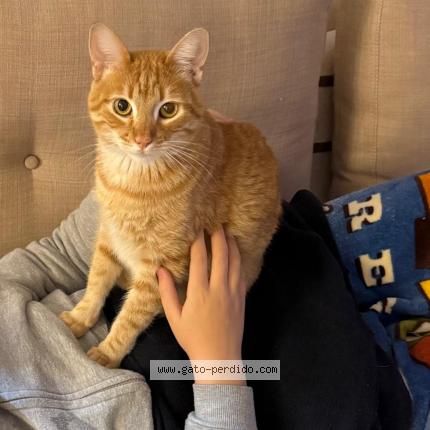 Photo 1/1 Fenix Chat perdu à Caseros