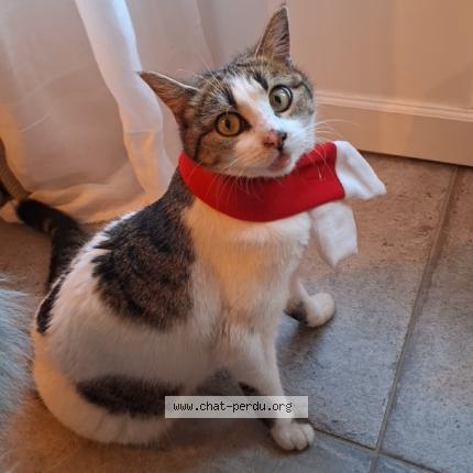 Photo 1/1 Paf Chat perdu à La fare les oliviers