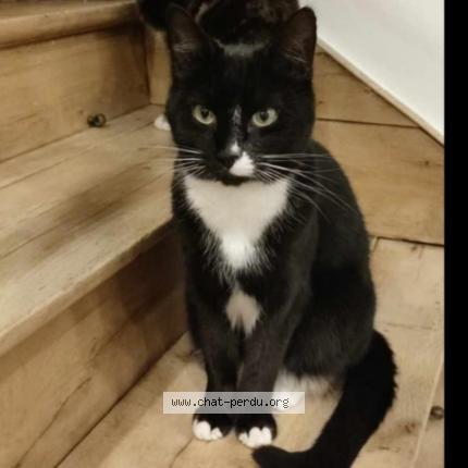 Photo de chat perdu à Fampoux