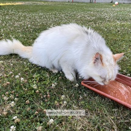 Photo de chat trouvé à Chenoise Cucharmoy