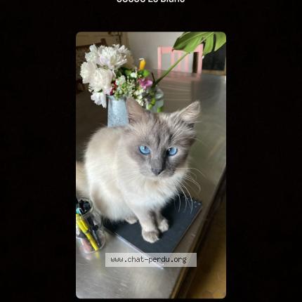 Photo 1/1 Ronnie Chat perdu à Le blanc