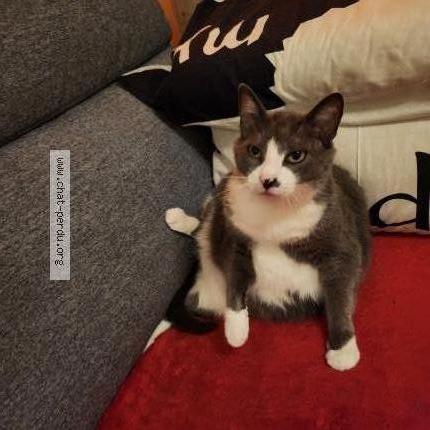 Photo 1/3 Gnocchi Chat perdu à Vimines