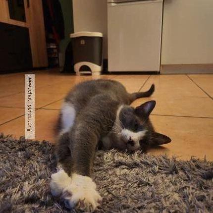 Photo 2/3 Gnocchi Chat perdu à Vimines