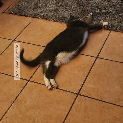 Photo 3/3 Gnocchi Chat perdu à Vimines