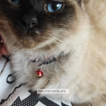 Photo de chat perdu à Verrieres Le Buisson