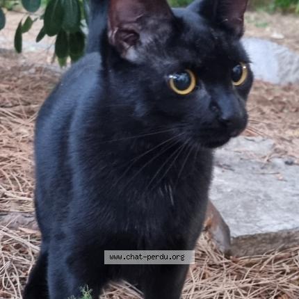 Photo de chat trouvé à Toulon