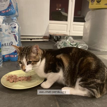 Photo de chat trouvé à Loos