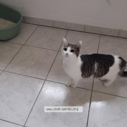 Photo 1/1 Chat retrouvé Perdu à Sainte Marie Aux Mines