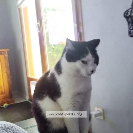 Photo de chat perdu à Sainte Marie Aux Mines