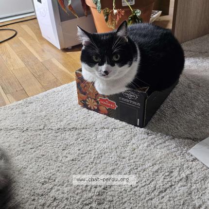 Photo 1/1 Loki Chat perdu à Caluire et cuire