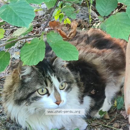 Photo de chat perdu à Ascarat