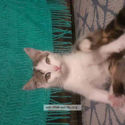 Photo 1/1 Mystie Chat perdu à Availles limouzine