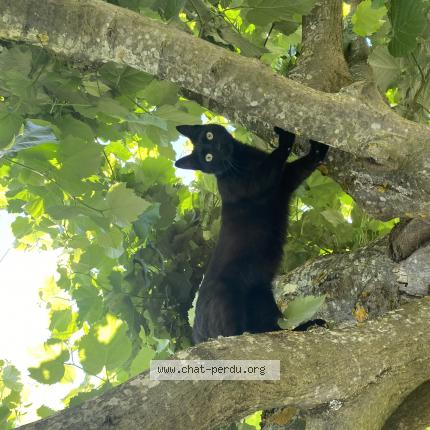 Photo 1/1 Gustave Chat perdu à Simiane collongue