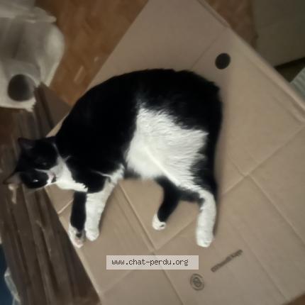 Photo 1/1 Timy Chat perdu à Devilles les rouen