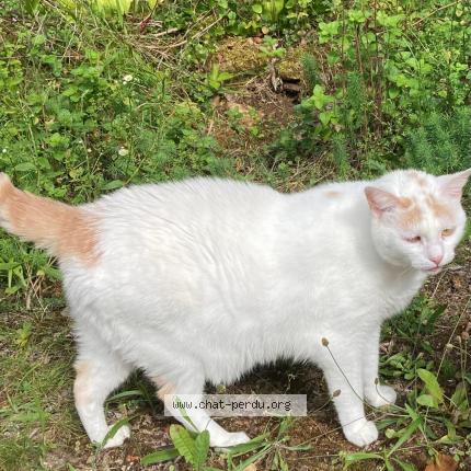 Photo 1/1 Minoes Chat perdu à Souillac